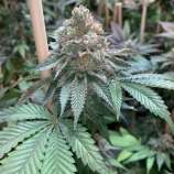 Alien Blackout strain photo