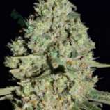 Critical strain photo