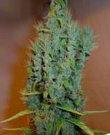 Johnny Blaze strain photo