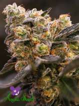 Nova OG strain photo