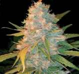 Azken Indika strain photo