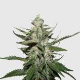 Mighty Irish Seeds - Fruit Haze strain photo