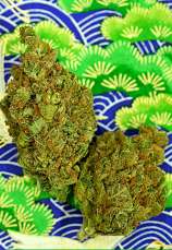Delta 9 Labs - Magnum Platinum Haze strain photo