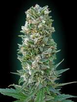 Auto Heavy Bud strain photo