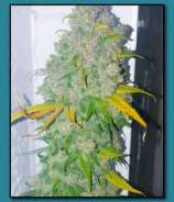 Cherry Gorilla strain photo