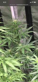 Raxa Coconut strain photo