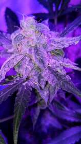 Rocky Road Ice Cream strain photo