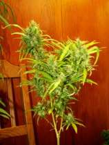Colombian Gold strain photo