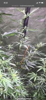 Aracaju Red strain photo