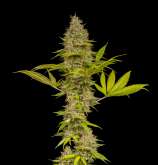 Boom Shankar strain photo