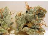 Biohazard Seeds - Napalm strain photo