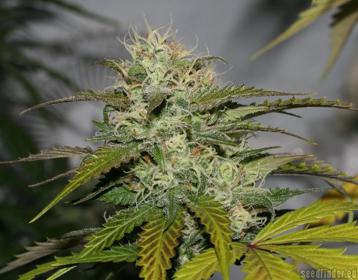 Sweet Pink Grapefruit strain photo