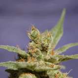 Rhode Island Skunk strain photo