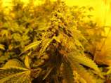 Plutonium OG strain photo