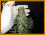 Mango Chutney strain photo