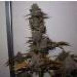 Purple Strawberry Sherbert strain photo