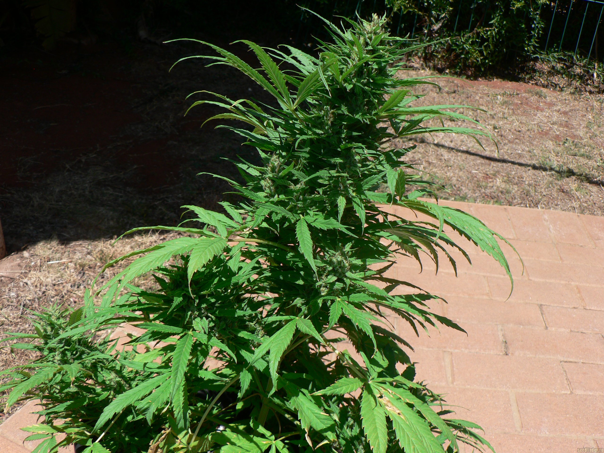 Cannatonic strain photo