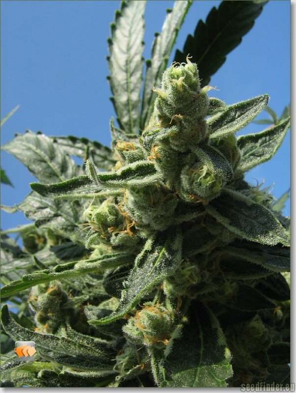 Madonna strain photo