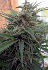 FLO-OG strain photo
