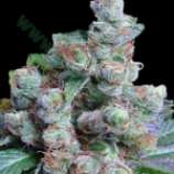 Bulk Seed Bank - NYC Diesel strain photo