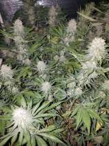 Golden Pie strain photo