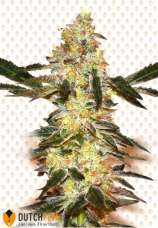 DutchFem - Girl Scout Kush strain photo