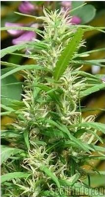 The Real Seed Company - Mekong strain photo