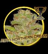 Auto Northern Cream strain photo