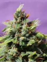 Auto Future #1 strain photo