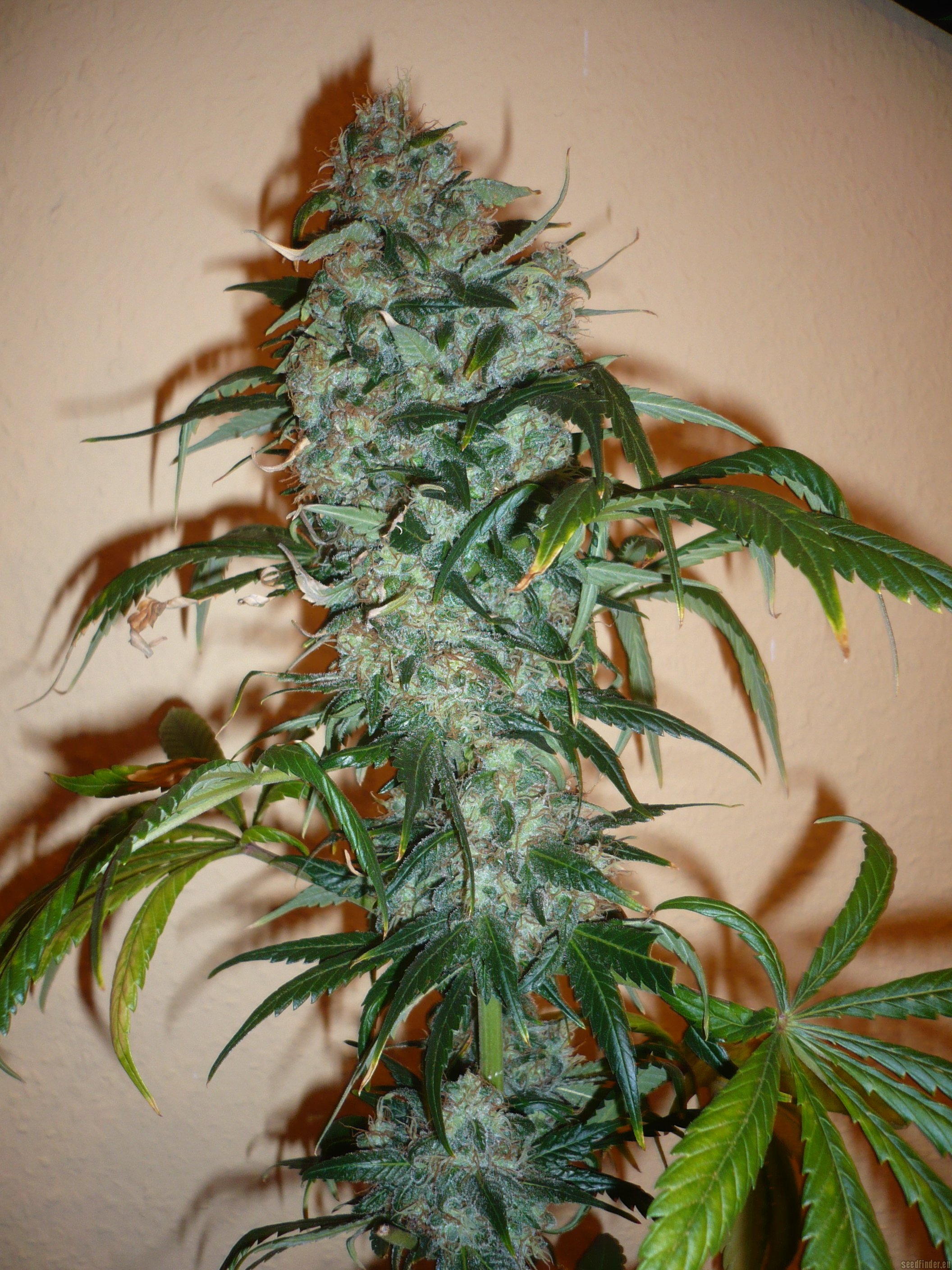 Dutch Haze strain photo