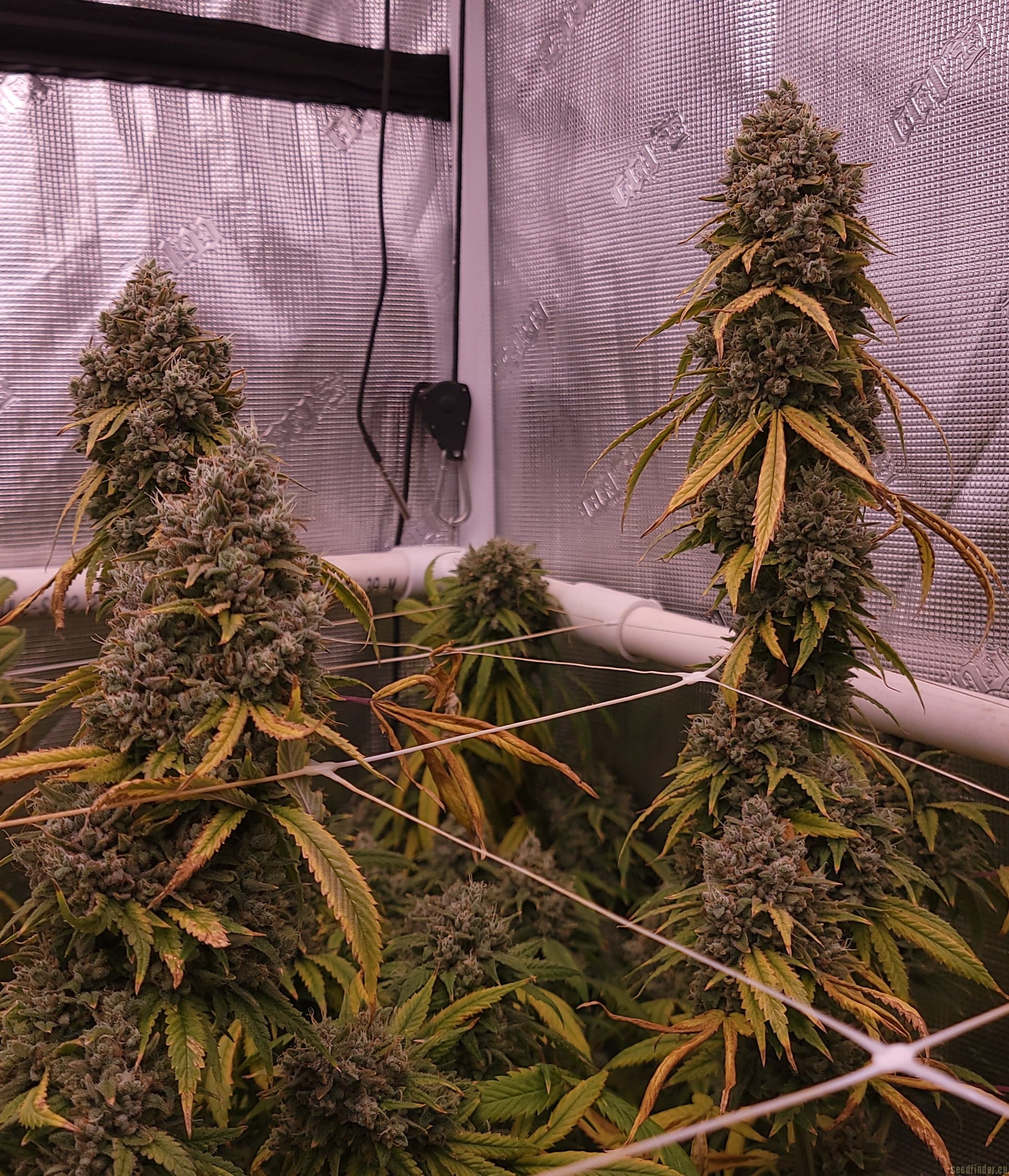 Skullcap strain photo