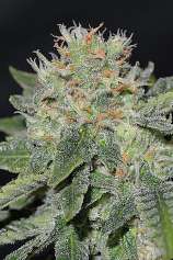 Super Skunk Kush strain photo