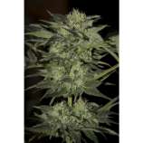 Auto Blue strain photo