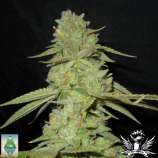 Ancient OG strain photo