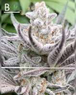 Chimera #3 strain photo
