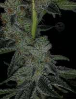6 Mill strain photo