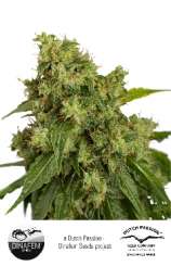 AutoXtreme strain photo