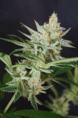 Aloha Limone strain photo