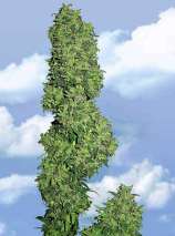 Dame Blanche strain photo