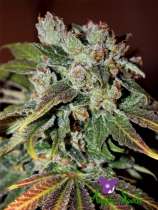 Auto Blueberry Banana strain photo
