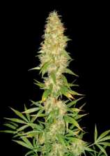 Mona Luisa strain photo