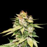 Gorilla Glue Autoflower strain photo
