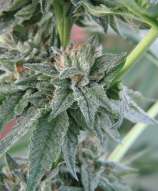 Breeder Choice Organisation - Bubba Kush strain photo