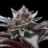 Double Stuffed Sorbet strain photo