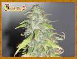 Kripple Shock strain photo