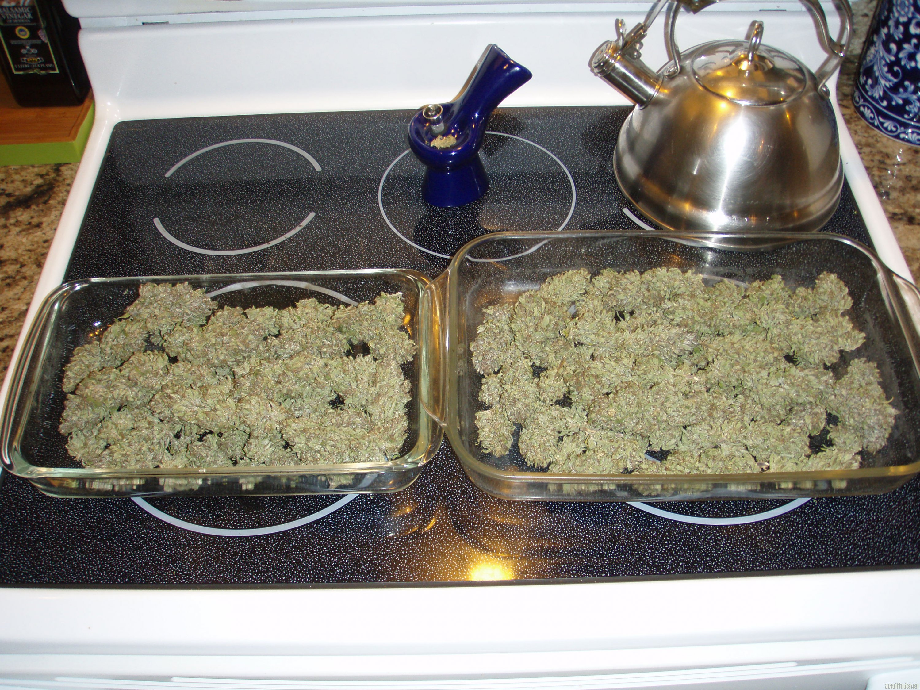 Erdpurt strain photo