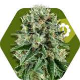 OG Bubble Gum Automatic strain photo