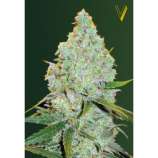 Auto Amnesia Haze strain photo