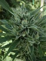 Black Hog strain photo