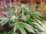 Red Leicester Tease strain photo